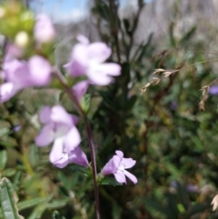 Euphrasia collina at Glen Wills, VIC - 12 Feb 2024