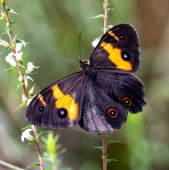 Tisiphone abeona (Varied Sword-grass Brown) at Bundanoon, NSW - 17 Feb 2024 by Aussiegall