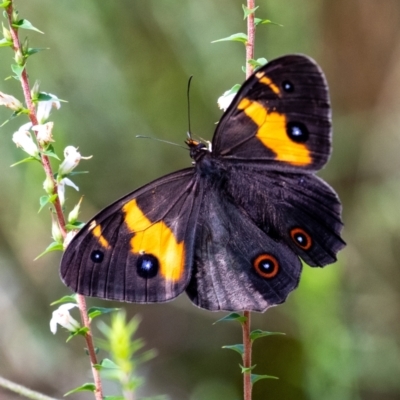 Tisiphone abeona (Varied Sword-grass Brown) at Bundanoon - 17 Feb 2024 by Aussiegall