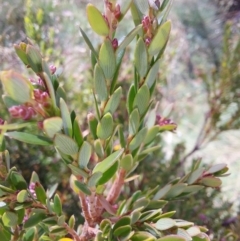 Acrothamnus montanus at Glen Wills, VIC - 12 Feb 2024 by RobCook