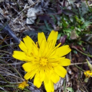 Hypochaeris radicata at Glen Wills, VIC - 12 Feb 2024