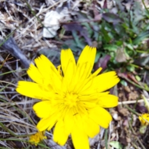 Hypochaeris radicata at Glen Wills, VIC - 12 Feb 2024