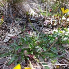 Hypochaeris radicata at Glen Wills, VIC - 12 Feb 2024 02:21 PM