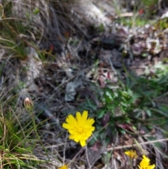 Hypochaeris radicata at Glen Wills, VIC - 12 Feb 2024