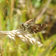 Atkinsia dominula (Two-brand grass-skipper) at Bimberi, NSW - 23 Feb 2024 by HelenCross