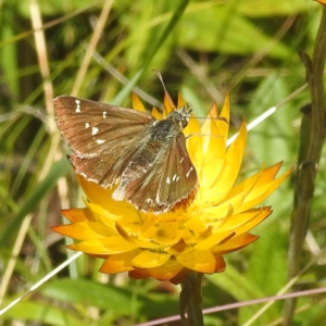 Atkinsia dominula at Kosciuszko National Park - 23 Feb 2024