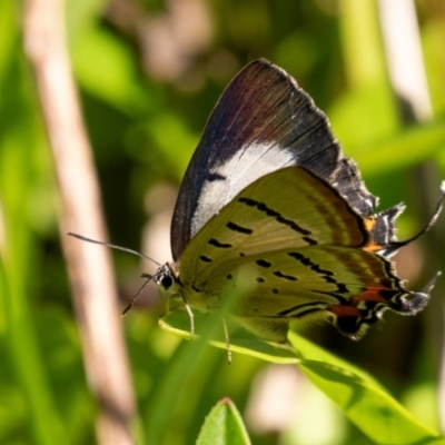 Jalmenus evagoras (Imperial Hairstreak) at Bundanoon, NSW - 17 Feb 2024 by Aussiegall