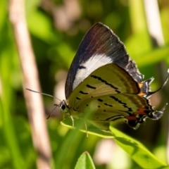 Jalmenus evagoras (Imperial Hairstreak) at Wingecarribee Local Government Area - 17 Feb 2024 by Aussiegall