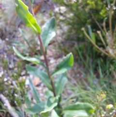 Xerochrysum subundulatum (Alpine Everlasting) at Glen Wills, VIC - 12 Feb 2024 by RobCook