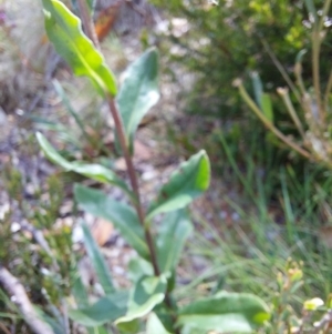 Xerochrysum subundulatum at Glen Wills, VIC - 12 Feb 2024