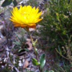 Xerochrysum subundulatum at Glen Wills, VIC - 12 Feb 2024