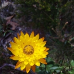 Xerochrysum subundulatum at Glen Wills, VIC - 12 Feb 2024