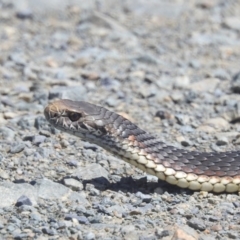 Austrelaps ramsayi (Highlands Copperhead) at Long Plain, NSW - 23 Feb 2024 by HelenCross