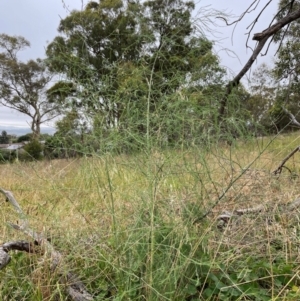 Asparagus officinalis at The Pinnacle - 16 Feb 2024