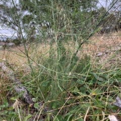 Asparagus officinalis at The Pinnacle - 16 Feb 2024