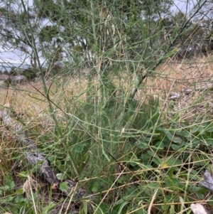 Asparagus officinalis at The Pinnacle - 16 Feb 2024