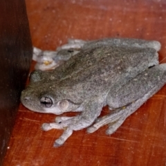 Litoria peronii (Peron's Tree Frog, Emerald Spotted Tree Frog) at Penrose - 18 Feb 2024 by Aussiegall