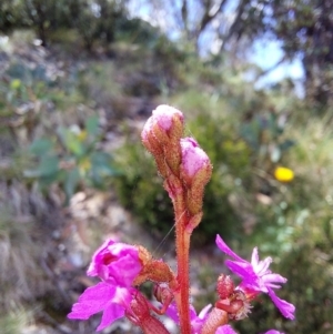 Stylidium sp. at Glen Wills, VIC - 12 Feb 2024