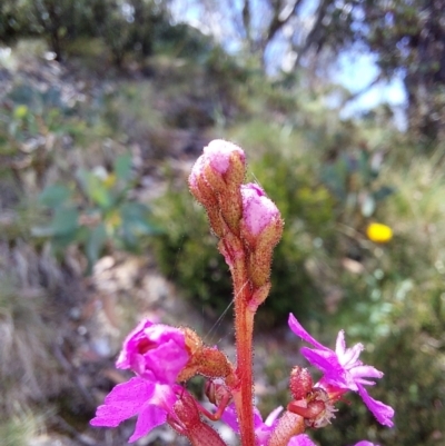 Stylidium sp. (Trigger Plant) at Glen Wills, VIC - 12 Feb 2024 by RobCook