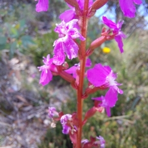 Stylidium sp. at Glen Wills, VIC - 12 Feb 2024