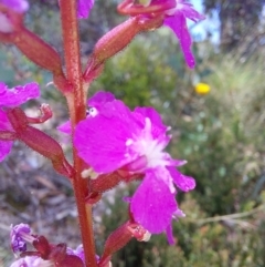 Stylidium sp. at Glen Wills, VIC - 12 Feb 2024