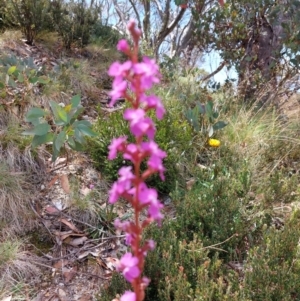 Stylidium sp. at Glen Wills, VIC - 12 Feb 2024