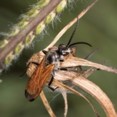 Pompilidae (family) (Unidentified Spider wasp) at Croke Place Grassland (CPG) - 21 Feb 2024 by kasiaaus