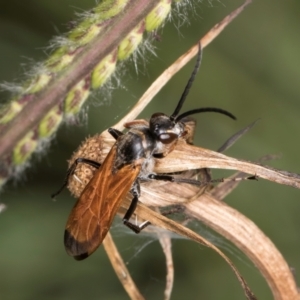 Pompilidae (family) at Croke Place Grassland (CPG) - 22 Feb 2024 10:39 AM