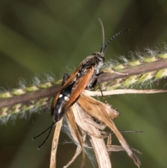 Pompilidae (family) at Croke Place Grassland (CPG) - 22 Feb 2024 10:39 AM