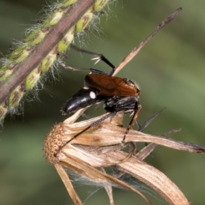 Pompilidae (family) at Croke Place Grassland (CPG) - 22 Feb 2024 10:39 AM