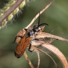 Pompilidae (family) at Croke Place Grassland (CPG) - 22 Feb 2024