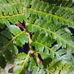 Polystichum proliferum at Glen Wills, VIC - 12 Feb 2024