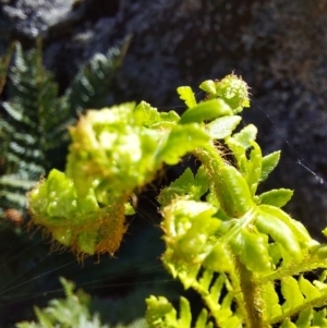 Polystichum proliferum at Glen Wills, VIC - 12 Feb 2024