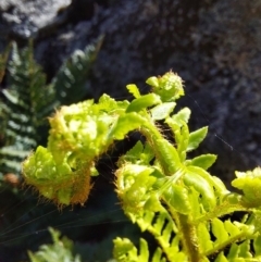Polystichum proliferum at Glen Wills, VIC - 12 Feb 2024 02:09 PM