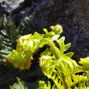 Polystichum proliferum at Glen Wills, VIC - 12 Feb 2024