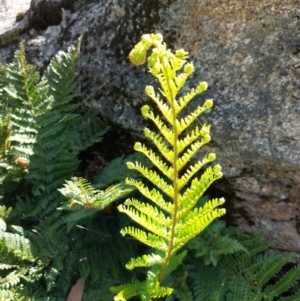 Polystichum proliferum at Glen Wills, VIC - 12 Feb 2024