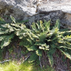 Polystichum proliferum at Glen Wills, VIC - 12 Feb 2024