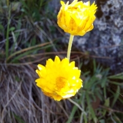 Leucochrysum albicans subsp. albicans (Hoary Sunray) at Glen Wills, VIC - 12 Feb 2024 by RobCook