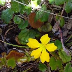 Goodenia hederacea subsp. alpestris at Mitta Mitta, VIC - 12 Feb 2024 02:04 PM