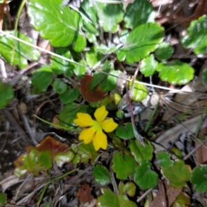 Goodenia hederacea subsp. alpestris at Mitta Mitta, VIC - 12 Feb 2024