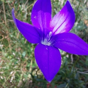 Wahlenbergia gloriosa at Mitta Mitta, VIC - 12 Feb 2024 02:02 PM