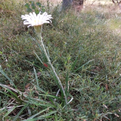 Celmisia tomentella (Common Snow Daisy) at Mitta Mitta, VIC - 12 Feb 2024 by RobCook