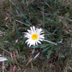 Celmisia tomentella at Mitta Mitta, VIC - 12 Feb 2024