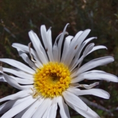 Celmisia tomentella at Mitta Mitta, VIC - 12 Feb 2024