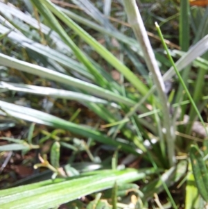 Celmisia tomentella at Mitta Mitta, VIC - 12 Feb 2024 02:00 PM