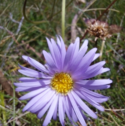 Brachyscome sp. (Cut-leaf Daisy) at Mitta Mitta, VIC - 12 Feb 2024 by RobCook