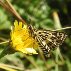 Hesperilla munionga (Alpine Sedge-Skipper) at Cooleman, NSW - 22 Feb 2024 by HelenCross