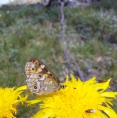 Unidentified Butterfly (Lepidoptera, Rhopalocera) at Mitta Mitta, VIC - 12 Feb 2024 by RobCook