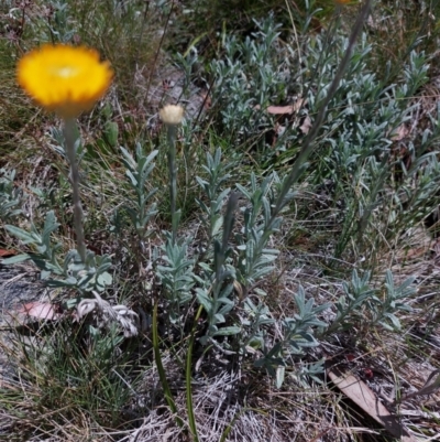 Coronidium monticola (Mountain Button Everlasting) at Mitta Mitta, VIC - 12 Feb 2024 by RobCook