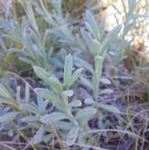 Coronidium monticola at Mitta Mitta, VIC - 12 Feb 2024